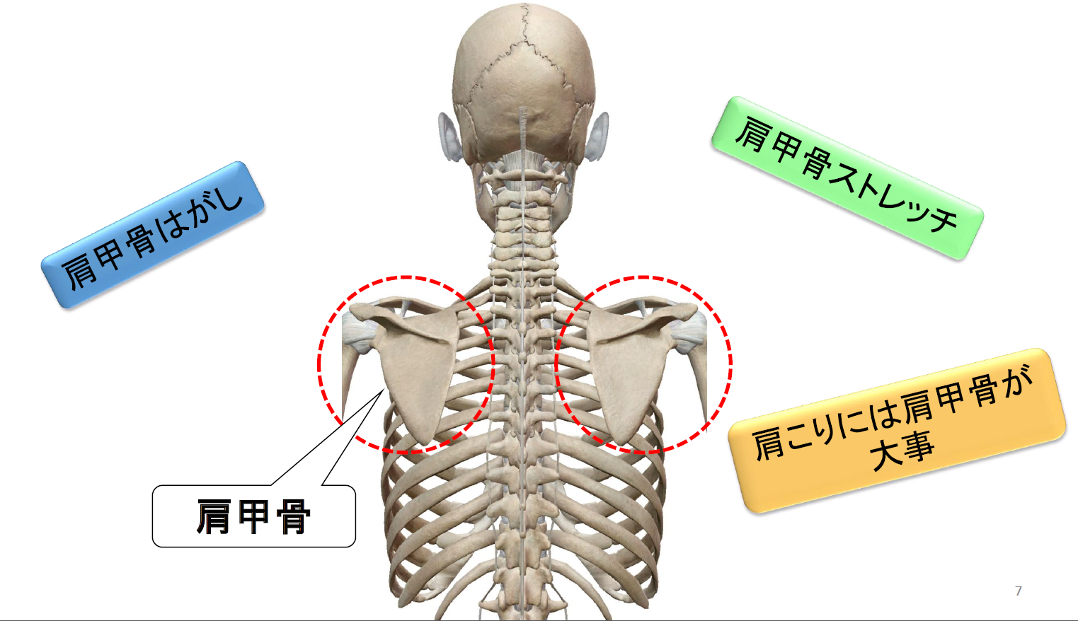 お悩み相談 ~肩こりとはPart③~ 山田整形外科 お悩み相談 ~肩こりとはPart③~ 山田整形外科