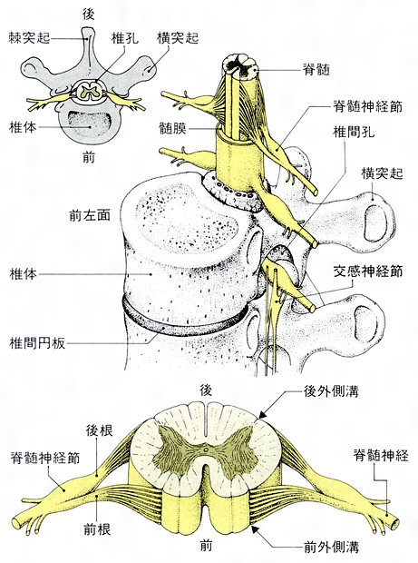 神経障害性疼痛とは？