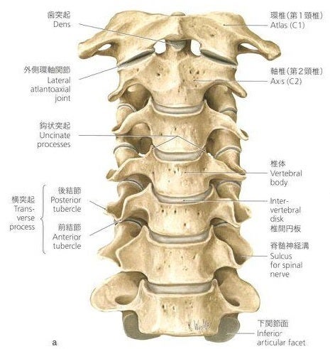頚椎の構成体とは？